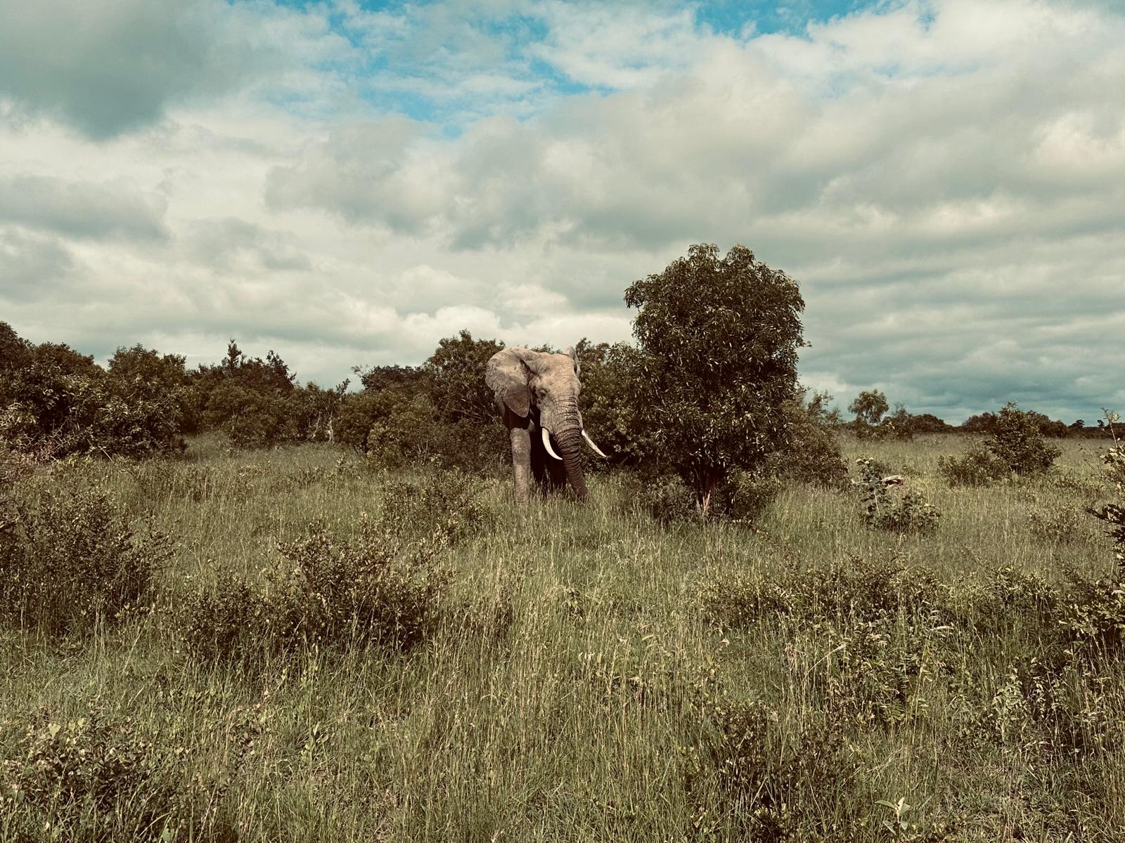 Elefant in der Savanne auf Safari